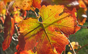 Beautiful pictures of fall vines and leaves at Tanis.