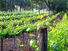 Vines in Amador Wine Country in California, at Tanis Winery.