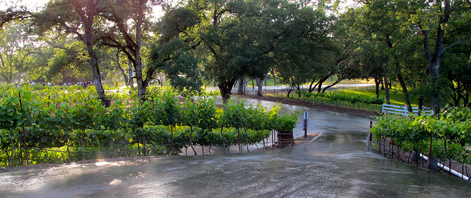 Spring rain refreshes the vines at TANIS Vineyards Winery in California. Come discover the smallest of the Amador County Wineries in Amador Wine Country. TANIS has BIG Red Wines and you will enjoy a super friendly wine tasting experience.