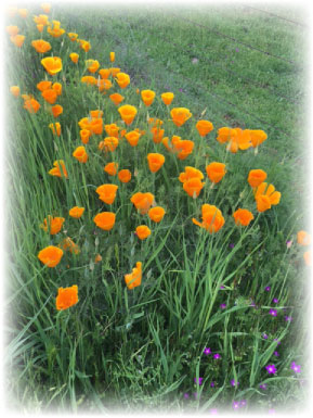 Amador County Wildflowers and Wine