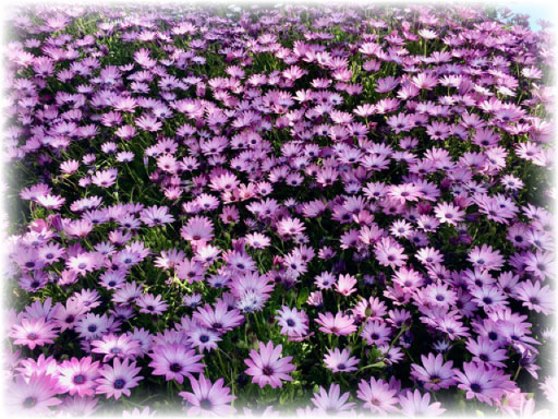 Wildflower Beautiful Colors Tanis Winery Spring