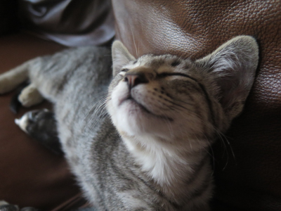 Tanis Winery Cat Happy Kitty