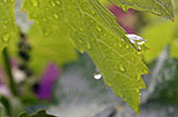 Vineyard in the spring after the rain at Tanis Vineyards Winery, Ione California.