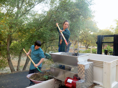 crushing grapes at Tanis Vineyards Winery