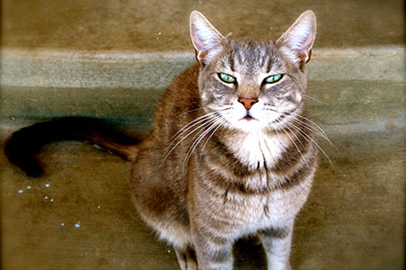 Harrison is not just a pretty face, he is also
the best mouser that ever existed in the Tanis Vineyards cat world! The only rattlesnake we've ever seen on the property was no match for this mighty hunter.