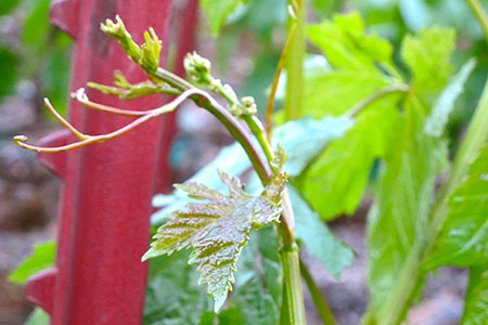 New vines reach out as tiny clusters begin to bud with promise for the future.