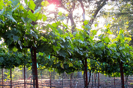Refreshed by the cleansing touch of a spring shower the vines stand vibrant and ready to produce.