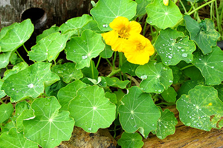 Rain-kissed nasturtiums.