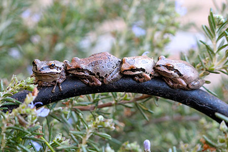 Four hoppy friends relax in the cool of the morning.