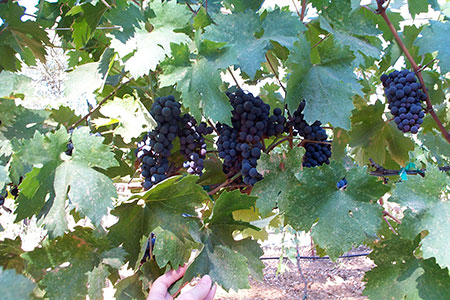 Summer is a time of hard work for the vineyard and a time for fruitfulness and maturing. The grapes of summer grow intense and sweet as they soak in the sun and draw their energy from the life giving vine.