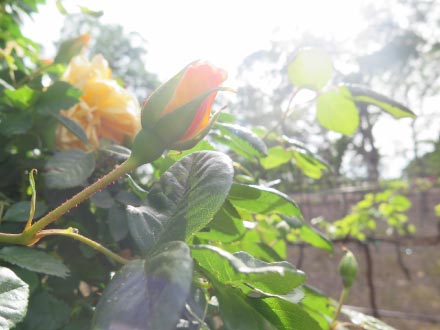 golden rose in vineyards at Tanis